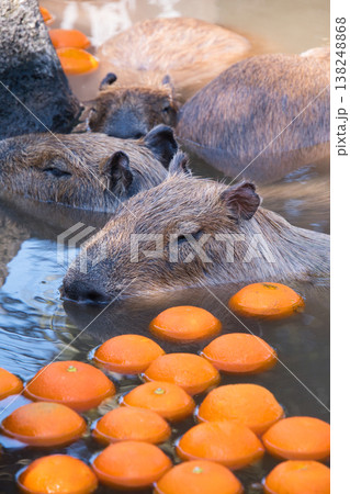 伊豆シャボテン動物公園のカピバラ 伊豆シャボテン動物公園のカピバラ 138248868