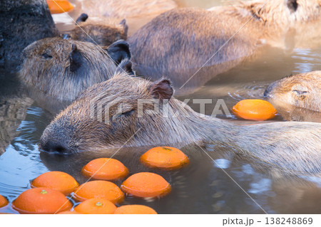 伊豆シャボテン動物公園のカピバラ 伊豆シャボテン動物公園のカピバラ 138248869