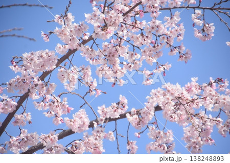 大阪城公園 大阪城公園 138248893