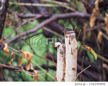 剪定された枝の先に止まるカタツムリ 剪定された枝の先に止まるカタツムリ 138248908