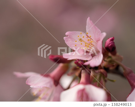 晴れた3月に美しく咲いたピンク色の桜の花「オカメ」 138249013