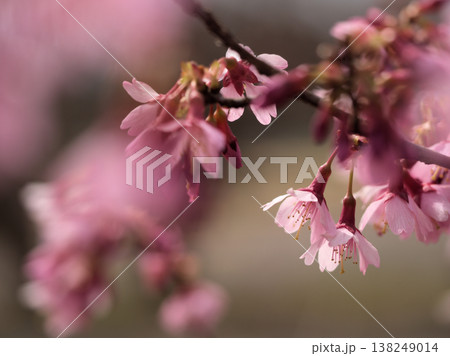 晴れた3月に美しく咲いたピンク色の桜の花「オカメ」 晴れた3月に美しく咲いたピンク色の桜の花「オカメ」 138249014