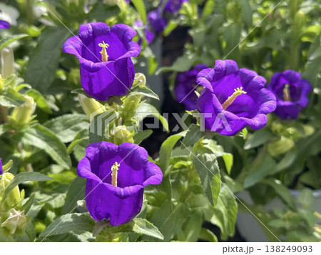 Garden flower Canterbury bells (lat.- Campanula medium) 138249093