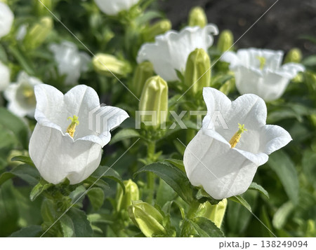 Garden flower Canterbury bells (lat.- Campanula medium) 138249094
