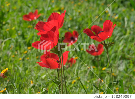 Spring bloom of anemones (Anemone coronaria) in the Negev 138249097