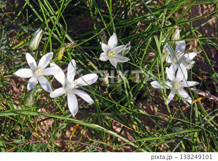 White flowers of the Star of Bethlehem (Ornithogalum umbellatum) White flowers of the Star of Bethlehem (Ornithogalum umbellatum) 138249101