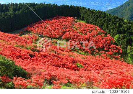 【奈良県】葛城高原の満開の自然つつじ園(一目百万本) 【奈良県】葛城高原の満開の自然つつじ園(一目百万本) 138249103