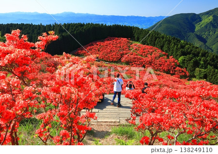 【奈良県】葛城高原の満開の自然つつじ園（一目百万本） 138249110
