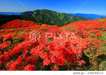 【奈良県】葛城高原の満開の自然つつじ園（一目百万本） 138249115