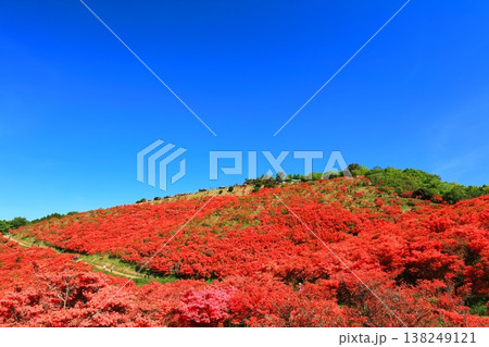 【奈良県】葛城高原の満開の自然つつじ園（一目百万本） 138249121