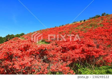 【奈良県】葛城高原の満開の自然つつじ園（一目百万本） 138249122