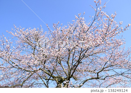 岐阜県恵那市明智町の遠山桜 138249124
