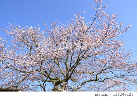 岐阜県恵那市明智町の遠山桜 岐阜県恵那市明智町の遠山桜 138249125