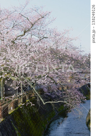 岐阜県恵那市明智町の遠山桜 岐阜県恵那市明智町の遠山桜 138249126