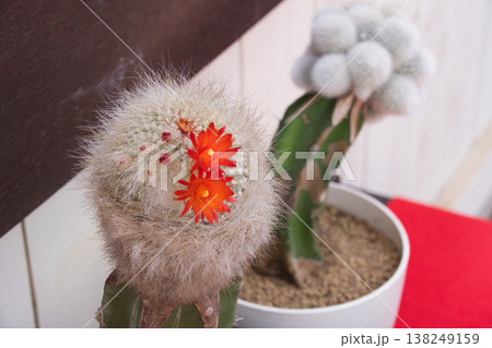 伊豆シャボテン動物公園のサボテン 伊豆シャボテン動物公園のサボテン 138249159