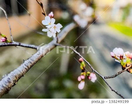 咲き始めたばかりの桜の蕾と開花 138249199