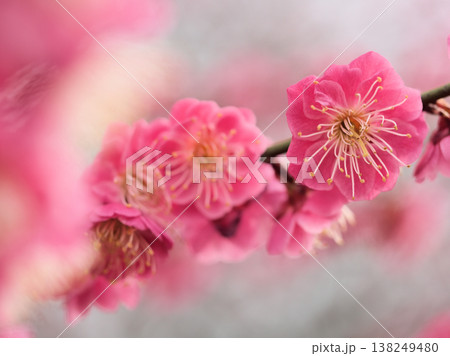 晴れた3月に美しく咲いた紅い梅の花「江南所無（コウナンショム）」 138249480