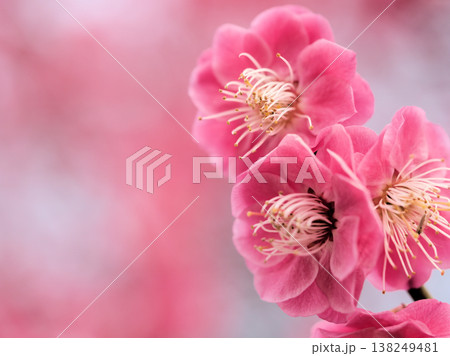 晴れた3月に美しく咲いた紅い梅の花「江南所無（コウナンショム）」 138249481