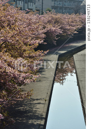 淀水路 河津桜(京都市伏見区) 淀水路 河津桜(京都市伏見区) 138249713
