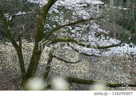 七沢森林公園の桜とミツマタのコラボ 七沢森林公園の桜とミツマタのコラボ 138249807