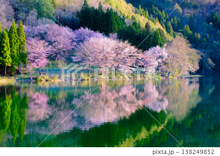 中綱湖のオオヤマザクラ 138249852