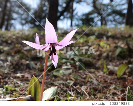 春の陽光を浴びるカタクリの花 春の陽光を浴びるカタクリの花 138249888