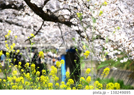 岩倉 五条川の桜と菜の花 138249895