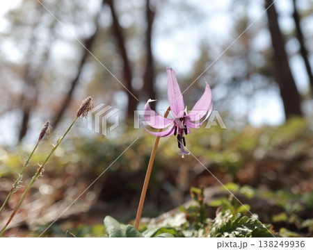 早春の里山に咲くカタクリの花 早春の里山に咲くカタクリの花 138249936
