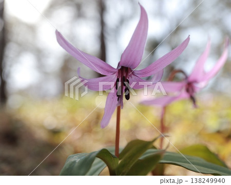 早春の里山に咲くカタクリの花 早春の里山に咲くカタクリの花 138249940