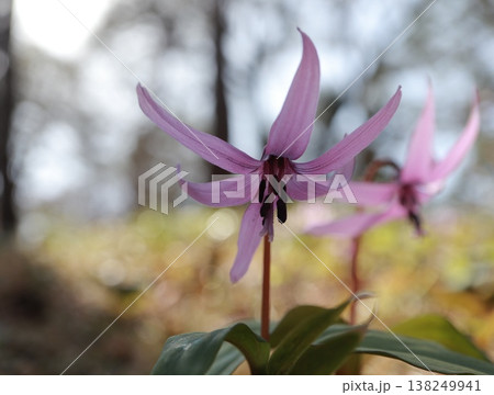 早春の里山に咲くカタクリの花 早春の里山に咲くカタクリの花 138249941