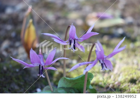 春をつげるカタクリの花が咲いています 春をつげるカタクリの花が咲いています 138249952
