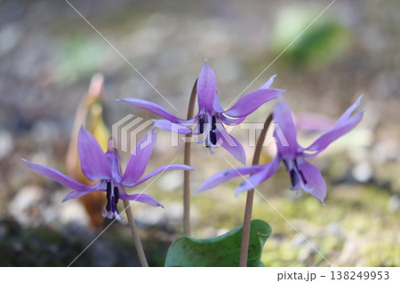 春をつげるカタクリの花が咲いています 春をつげるカタクリの花が咲いています 138249953