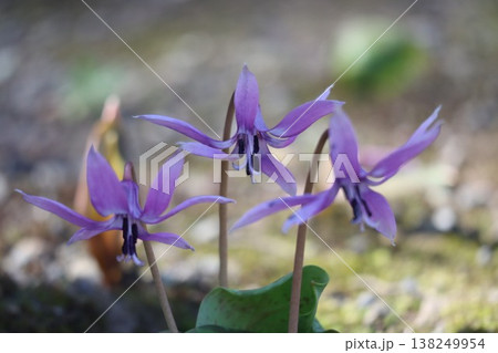 春をつげるカタクリの花が咲いています 春をつげるカタクリの花が咲いています 138249954