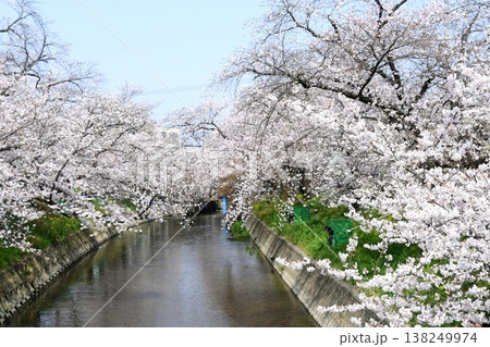 岩倉 五条川の見事な桜のトンネル 岩倉 五条川の見事な桜のトンネル 138249974