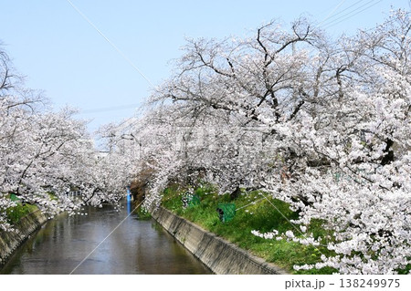 岩倉 五条川の見事な桜のトンネル 138249975