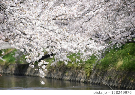 岩倉 五条川の見事な桜のトンネル 138249976