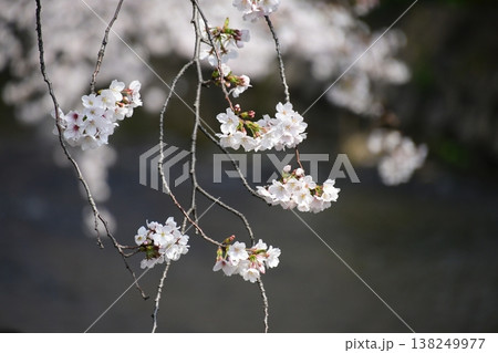 岩倉 五条川の見事な桜のトンネル 138249977