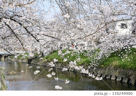 岩倉 五条川の見事な桜のトンネル 岩倉 五条川の見事な桜のトンネル 138249980
