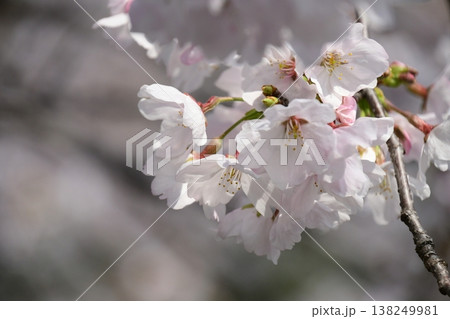 岩倉 五条川の見事な桜のトンネル 138249981