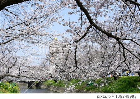 岩倉 五条川の見事な桜のトンネル 岩倉 五条川の見事な桜のトンネル 138249995