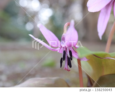 春を感じるカタクリの花が咲いています 138250043