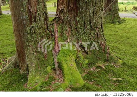 苔むした二股杉 苔むした二股杉 138250069