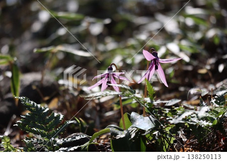 春を感じるカタクリの花が咲いています 138250113