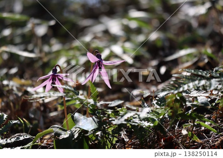 春を感じるカタクリの花が咲いています 春を感じるカタクリの花が咲いています 138250114