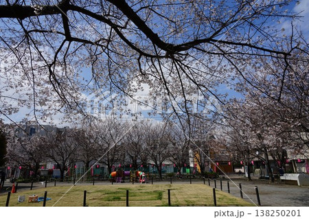 染井よしの桜里公園と桜 3月豊島174染井よしの桜里公園・染井よしの桜里祭り 染井よしの桜里公園と桜 3月豊島174染井よしの桜里公園・染井よしの桜里祭り 138250201