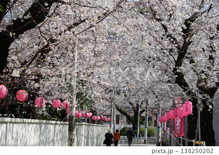 桜のトンネルをくぐる　3月豊島175染井よしの桜里祭り 138250202