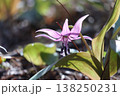 里山に春をつげるカタクリの花が咲いた 138250231