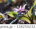 里山に春をつげるカタクリの花が咲いた 138250232