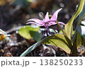 里山に春をつげるカタクリの花が咲いた 138250233