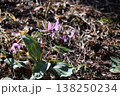 里山に春をつげるカタクリの花が咲いた 138250234
